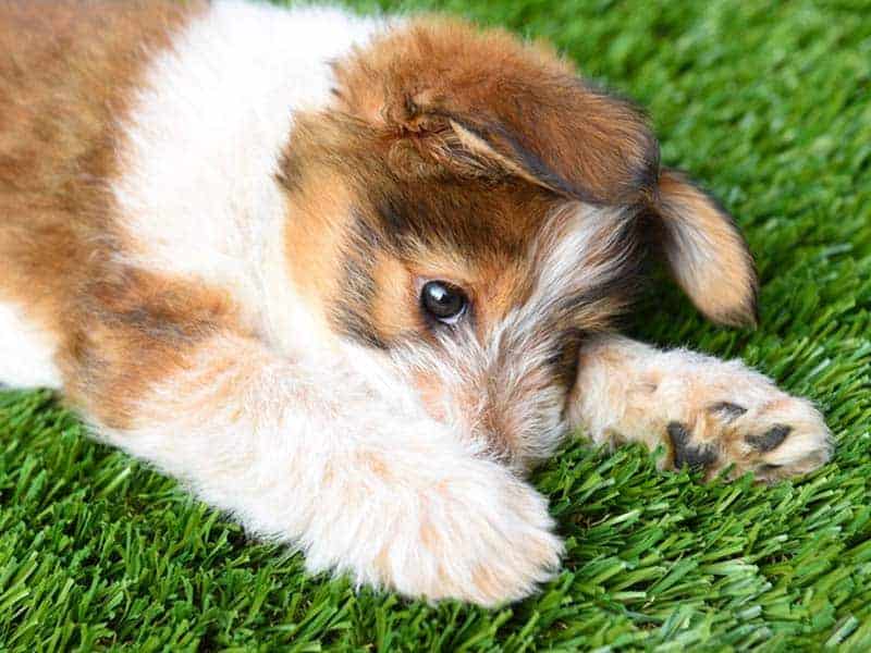 Artificial Grass for Pet Owners